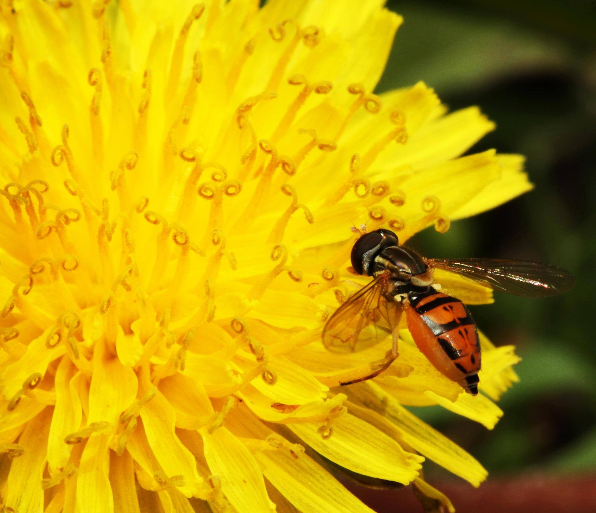 Bee on Flower Macro, click to load a larger version