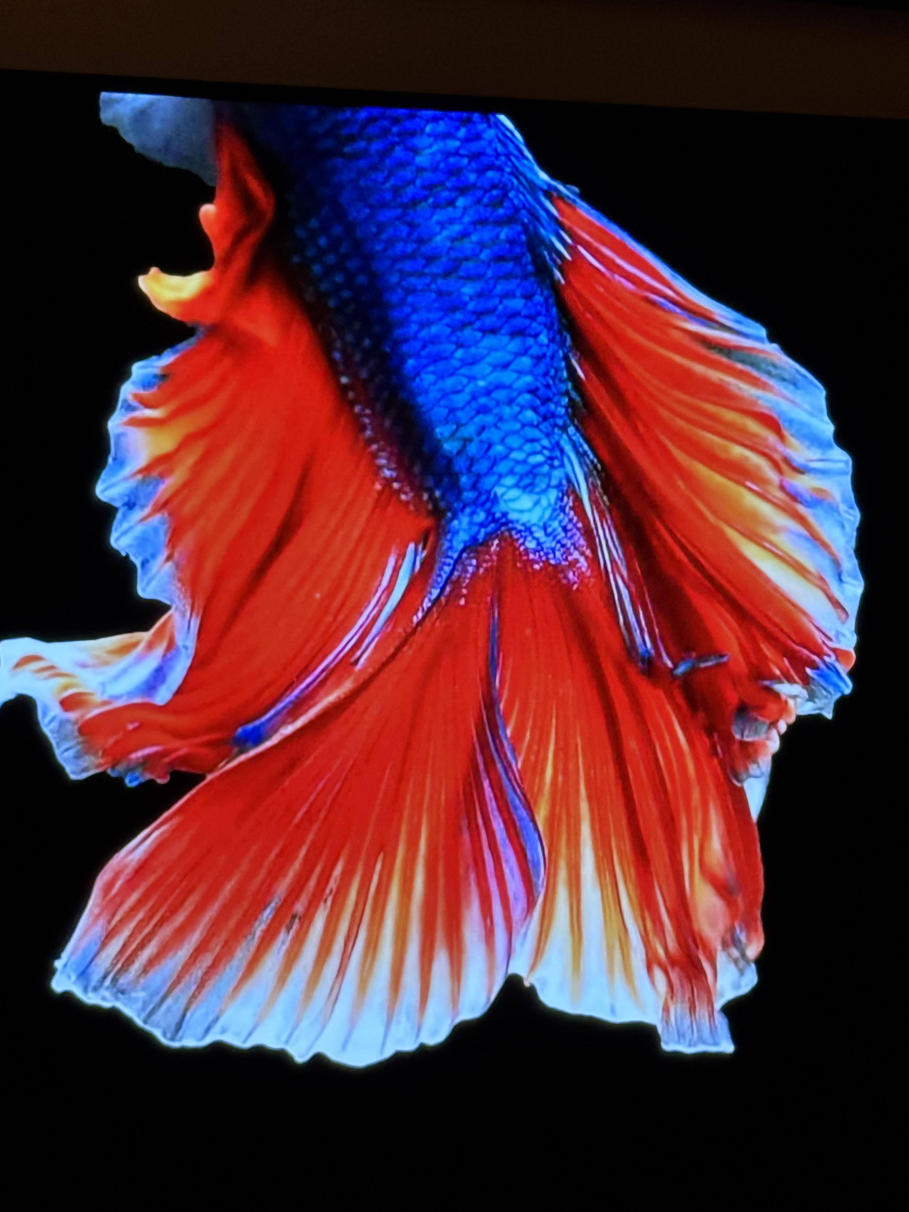 Customer provided image, click to load a larger version