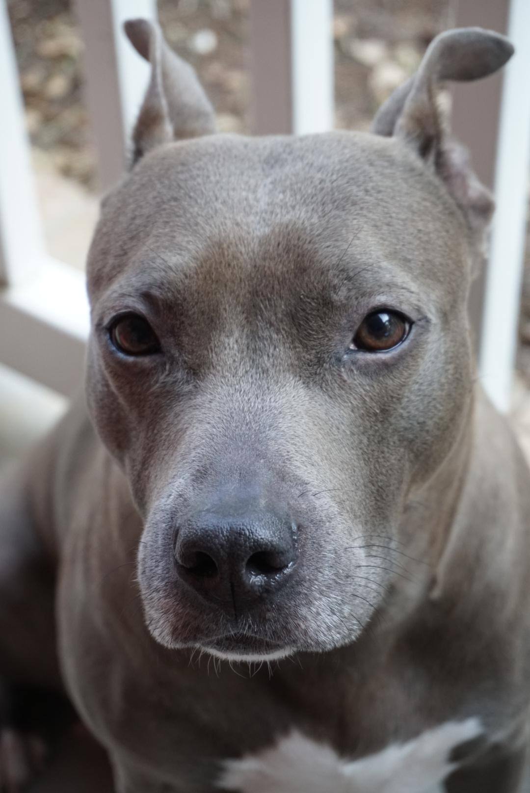 My fur baby, click to load a larger version