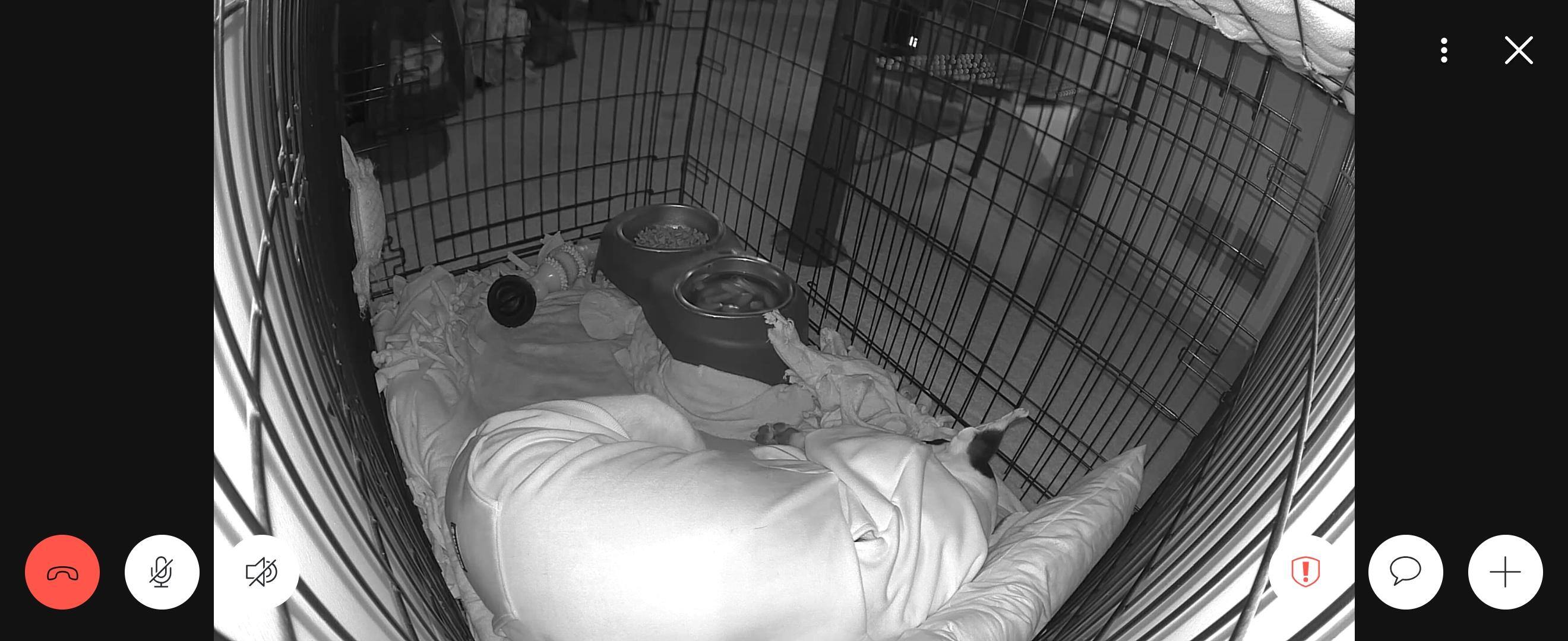 Peacefully sleeping before her dog walker arrived, minutes later., click to load a larger version