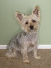 This is my puppy...Notice how clear her eyes are..So real to life., click to load a larger version
