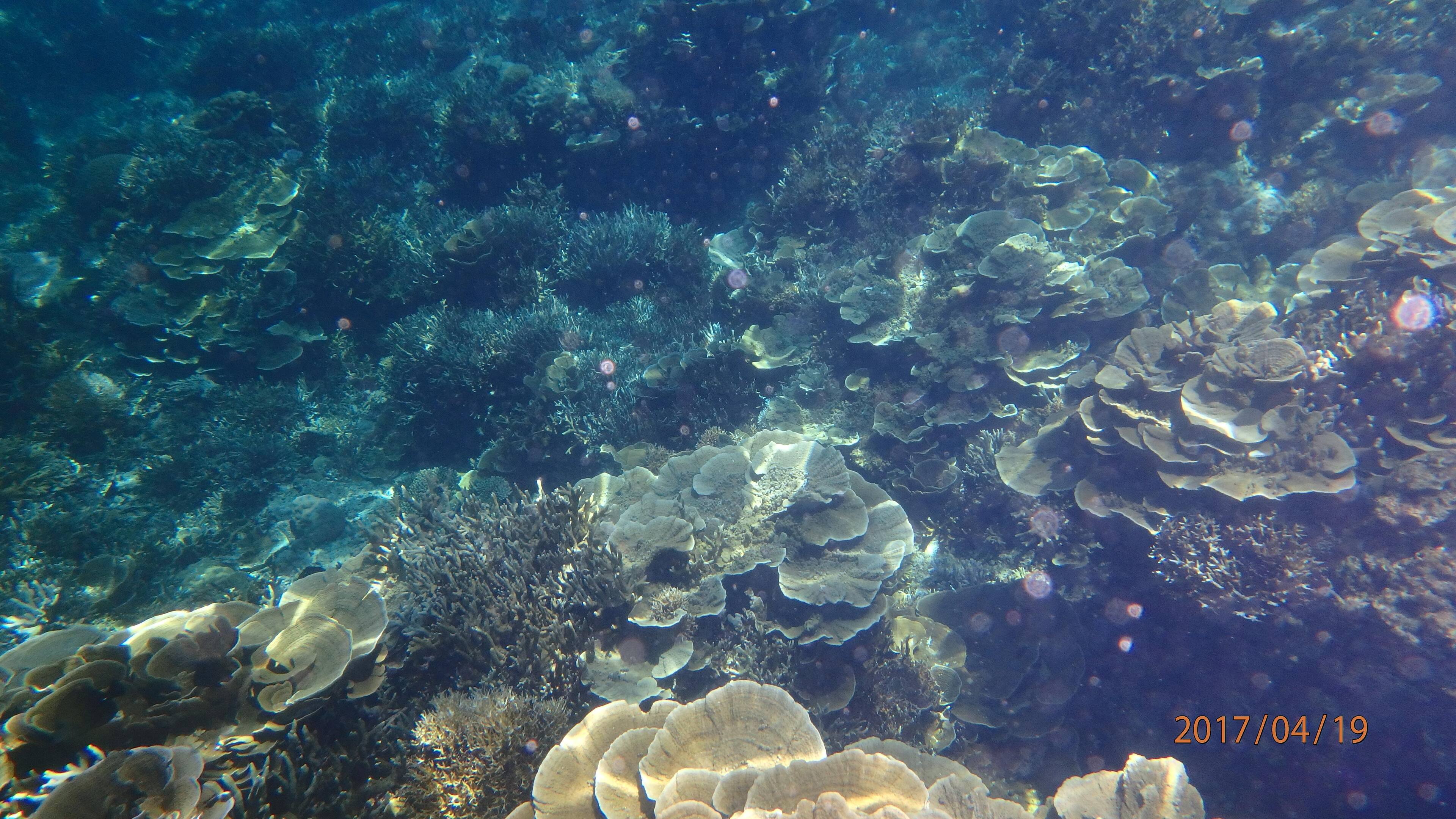 Underwater shot, click to load a larger version