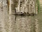 Ducks, click to load a larger version