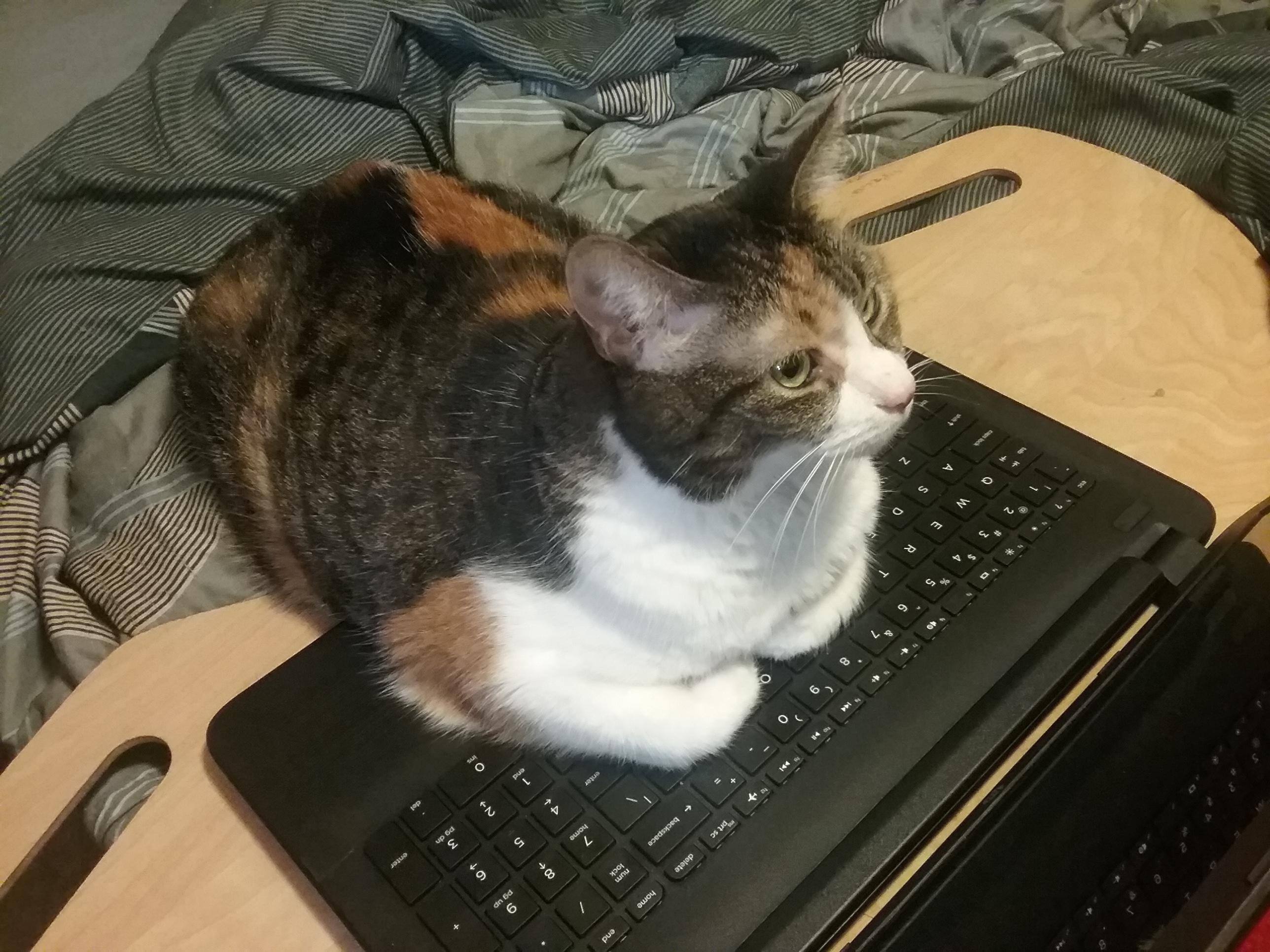 My cat loves watching videos on my laptop also., click to load a larger version