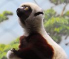Lemur shot, click to load a larger version