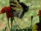 Zoomed in on butterfly in flower box (not sure how to depict the zoom/footage on the picture display), click to load a larger version