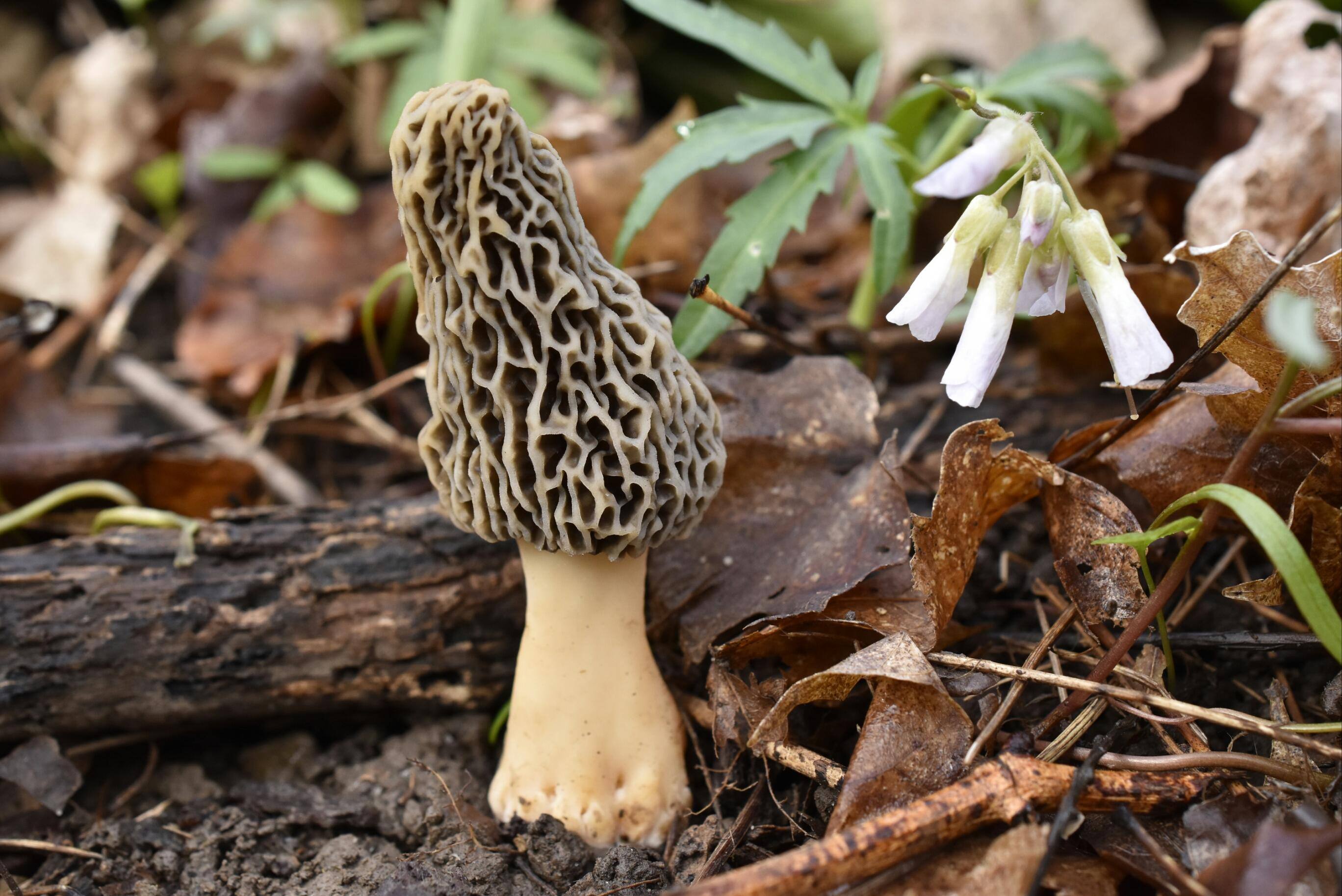 Morchella, click to load a larger version