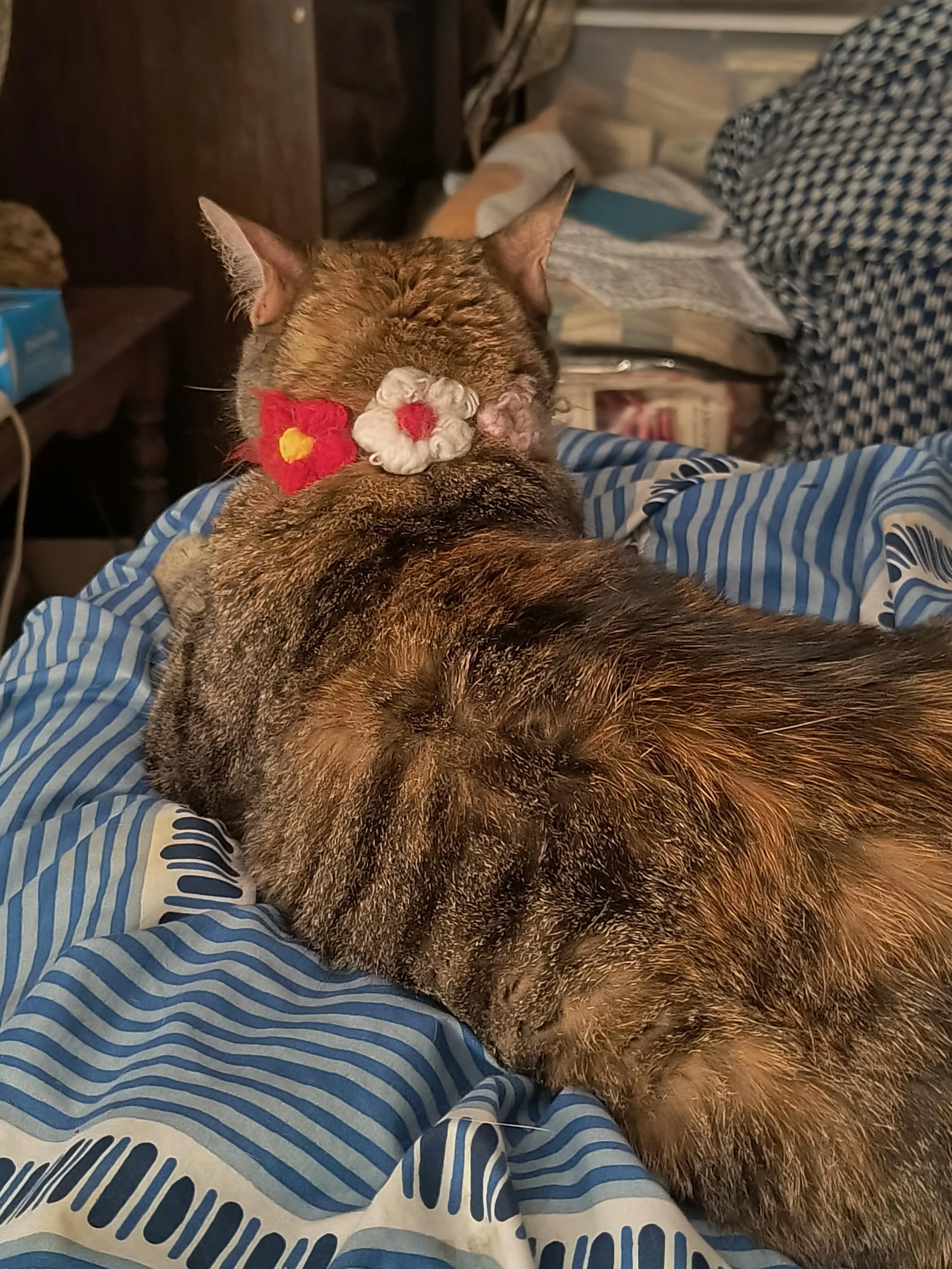 Customer provided image, click to load a larger version