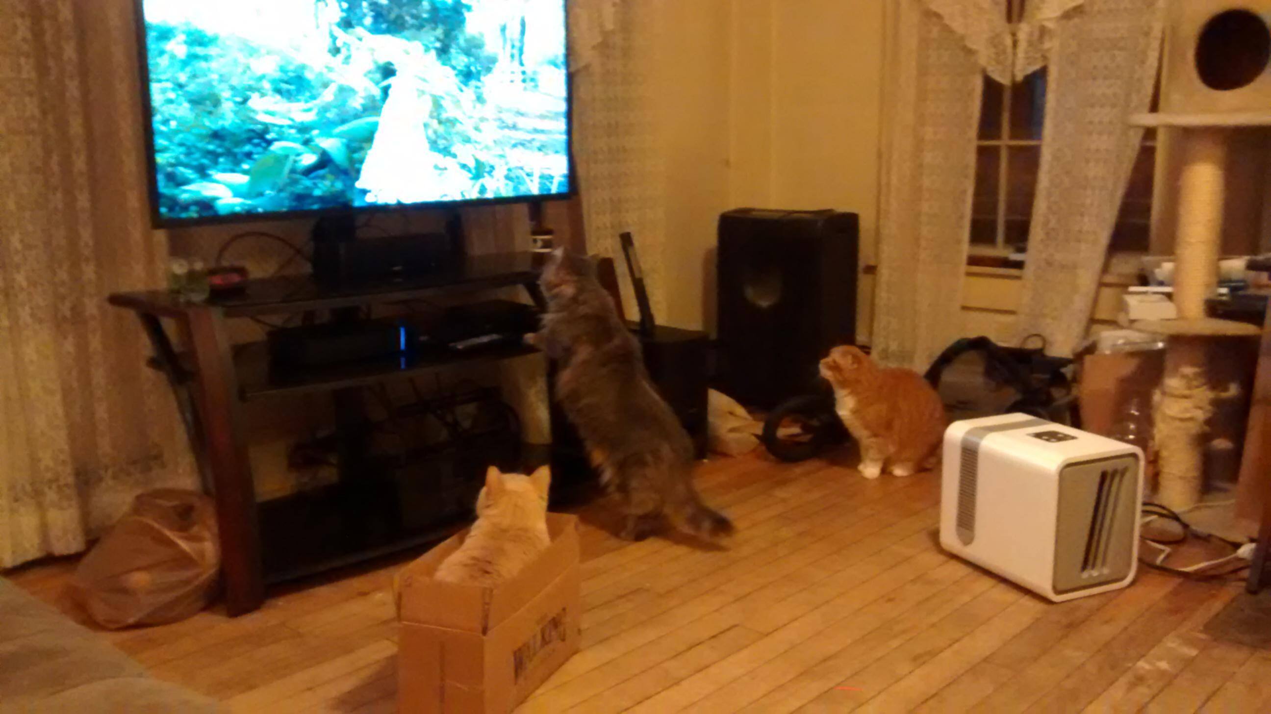 TV & Stand; Birds on YouTube, click to load a larger version