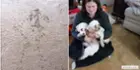 My Brichon Frises Puppies, click to load a larger version