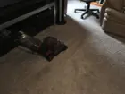 cleaning action, click to load a larger version