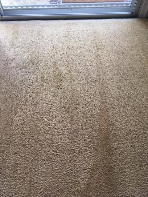 AFTER Cleaning With Paws & Claws Carpet Cleaner, click to load a larger version