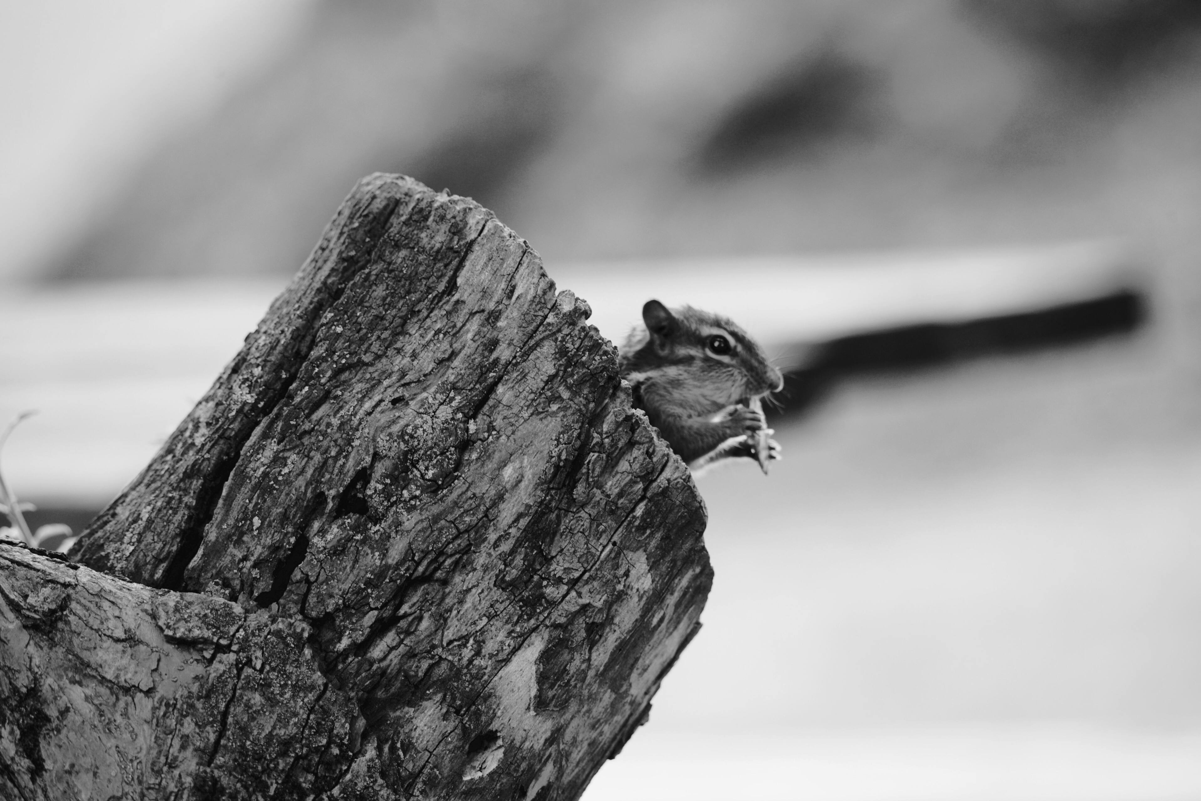 Lunch, click to load a larger version