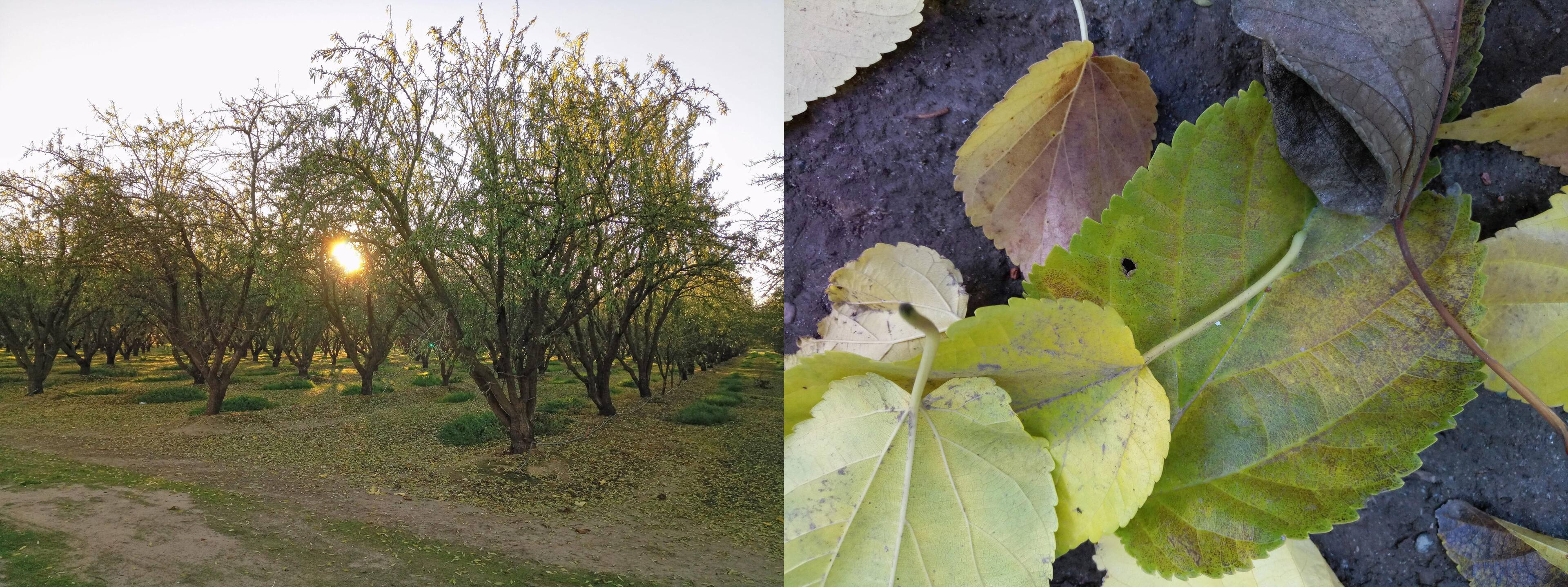 good results with outdoor light, click to load a larger version