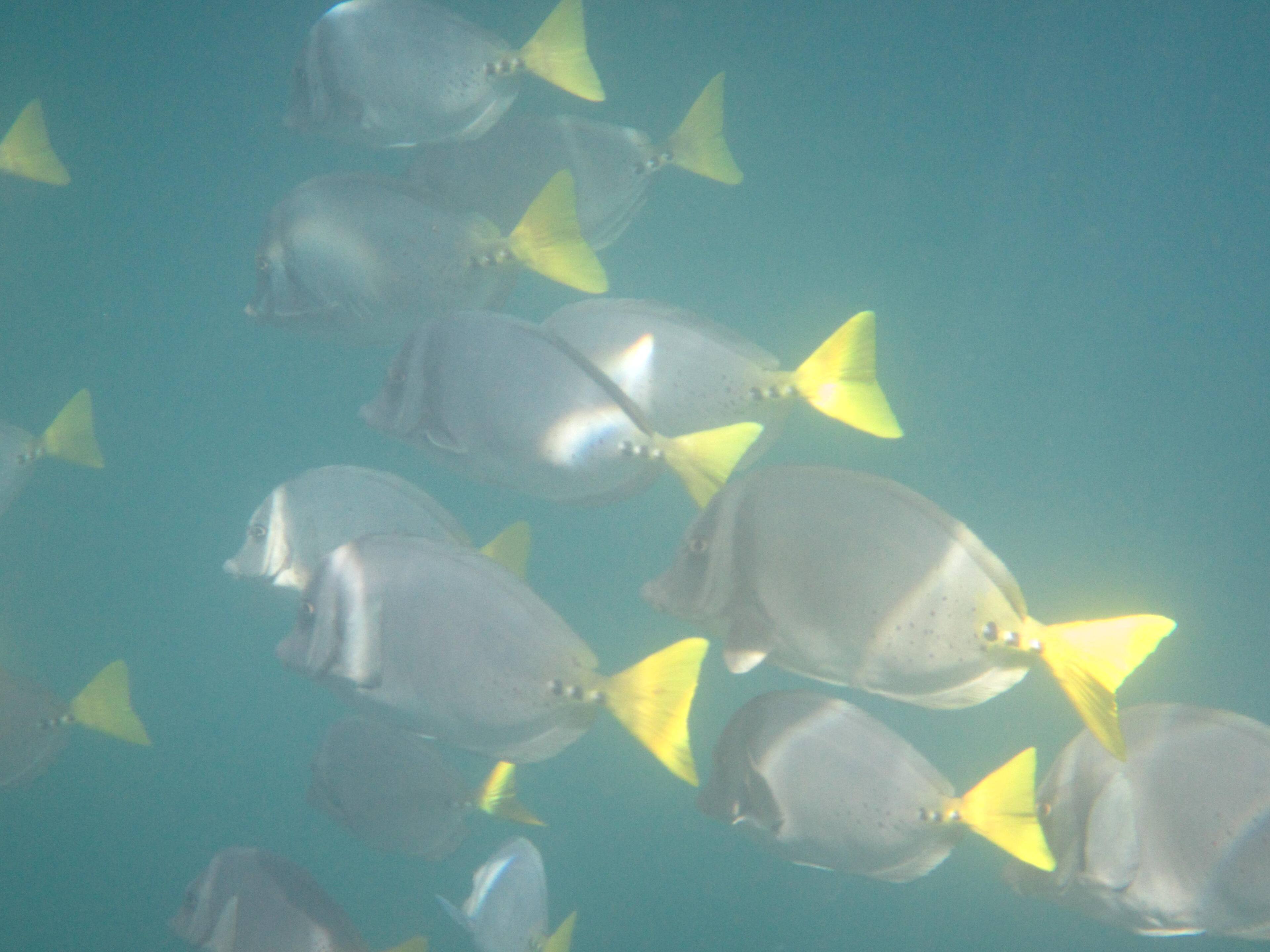 yellow tail surgeonfish, click to load a larger version