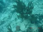Snorkeling, click to load a larger version