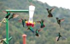 Feeder Frenzy, click to load a larger version