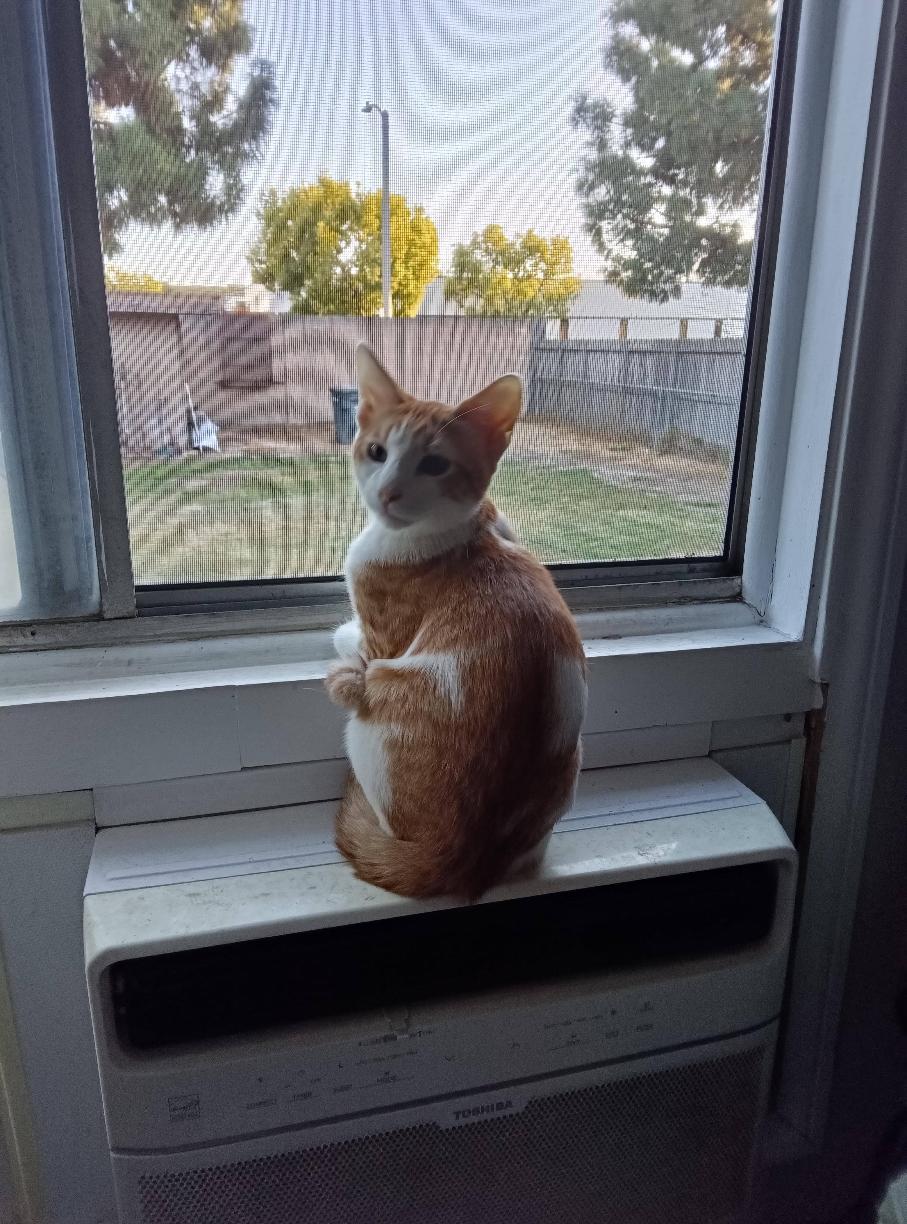 The 13MP rear camera quality is so-so., click to load a larger version