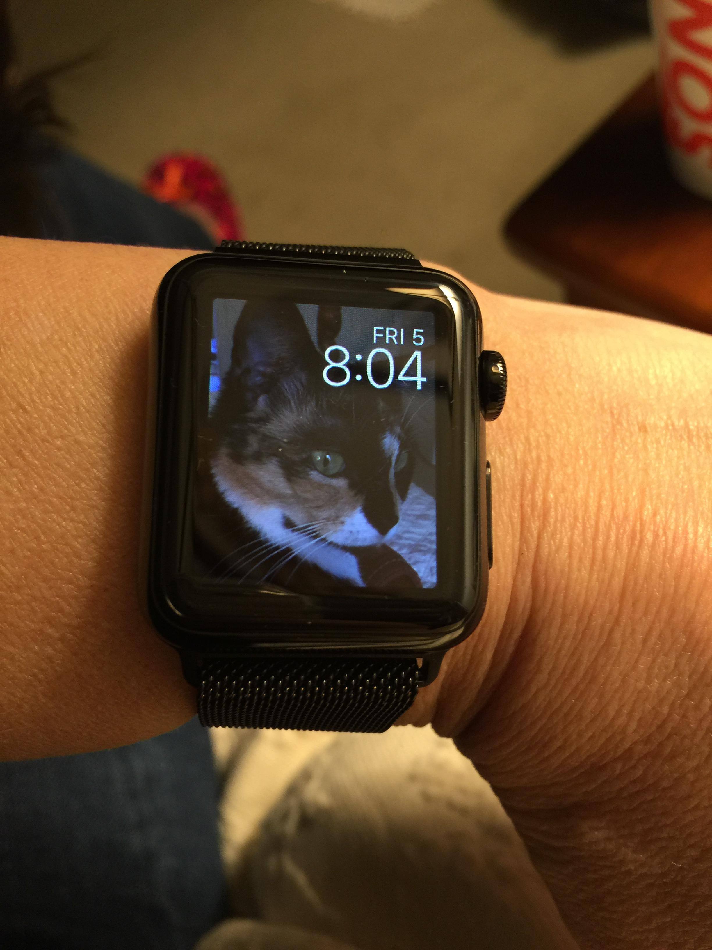 My cat!, click to load a larger version