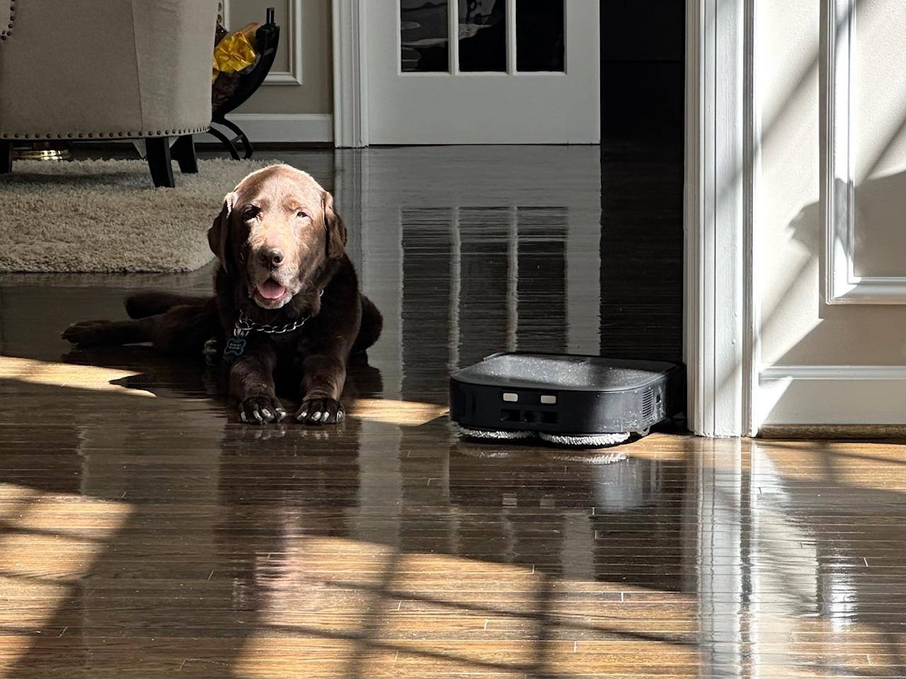 Dog friendly, click to load a larger version