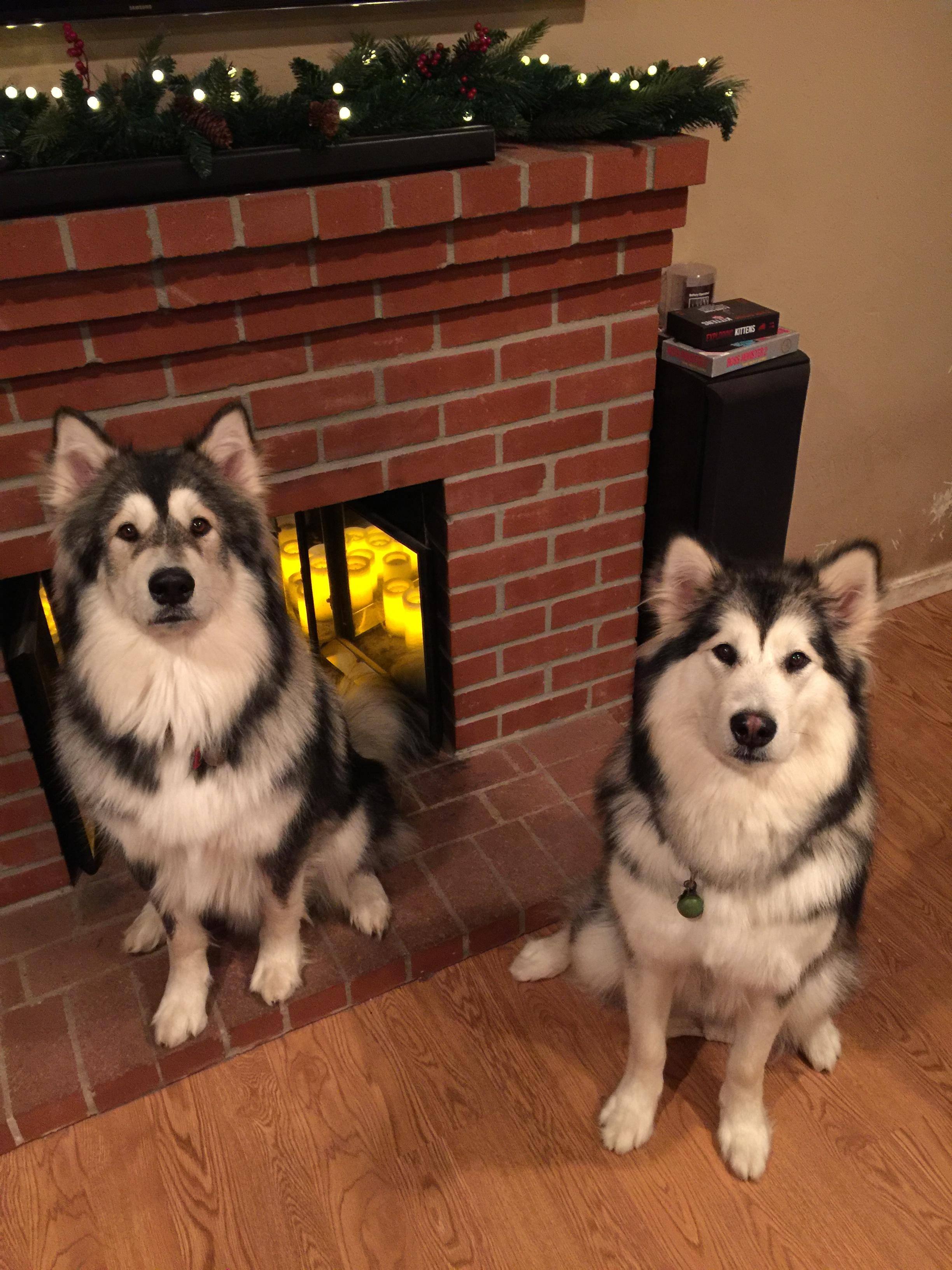 Able to handle hair from these two little wolves, click to load a larger version