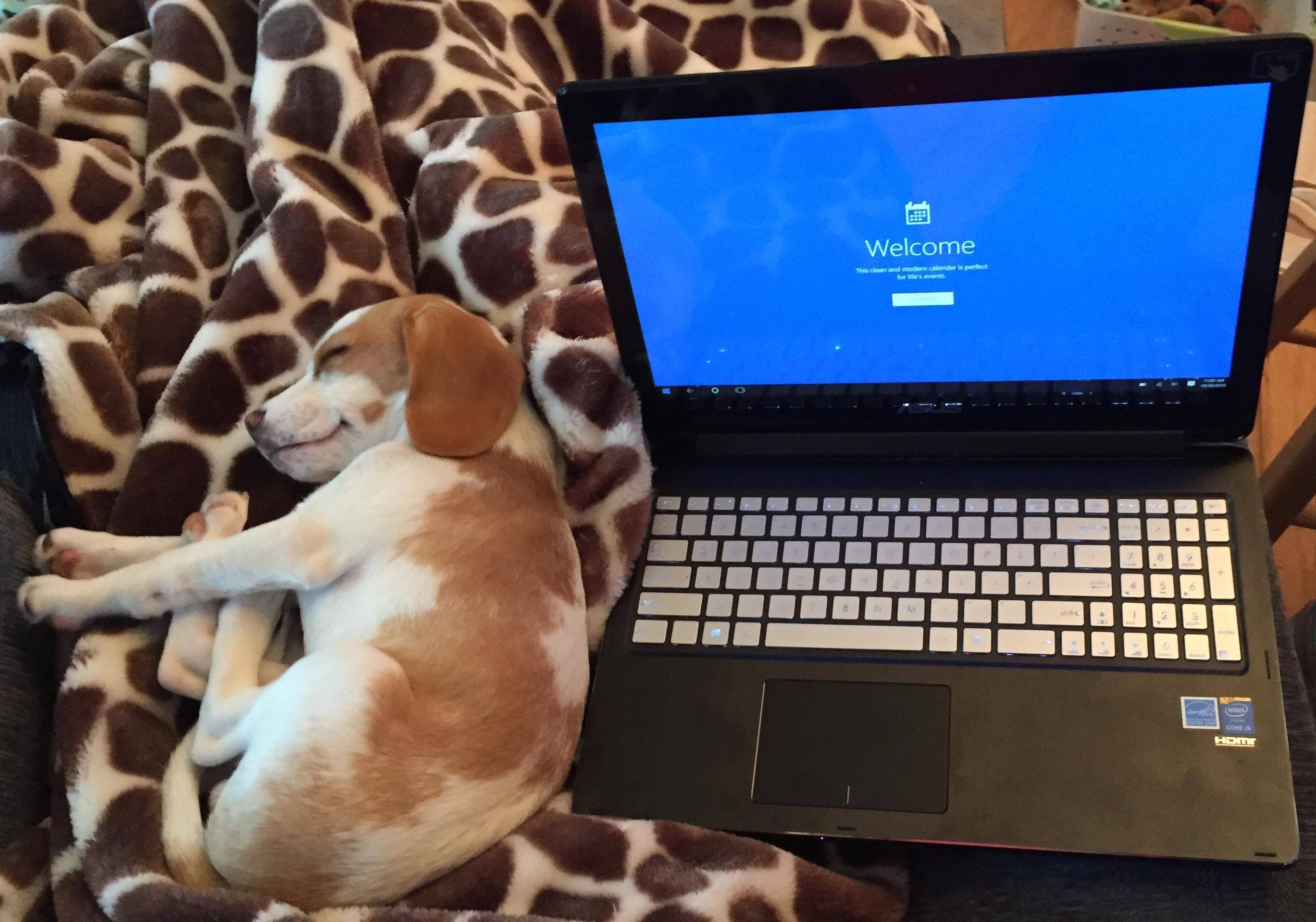 Puppy / laptop, click to load a larger version