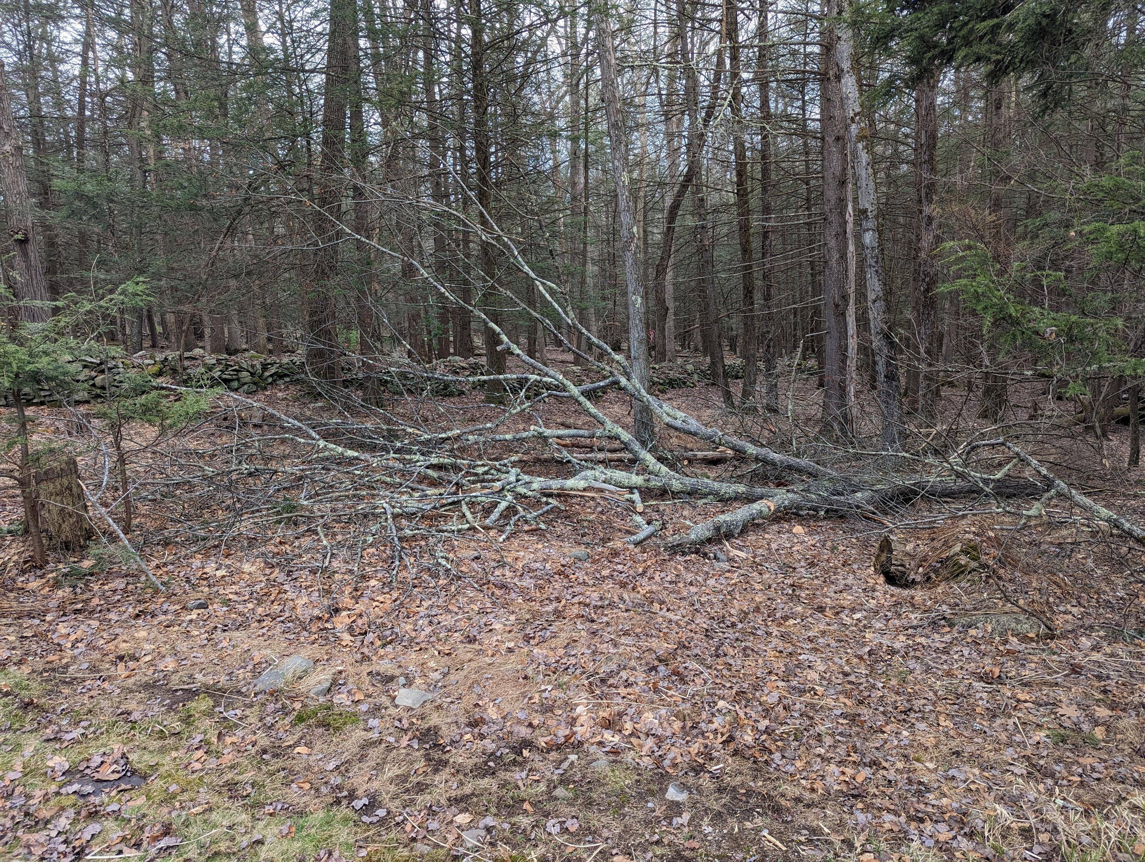 Before cutting tree, click to load a larger version