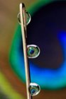 Water Drop Macro made with SL1, click to load a larger version