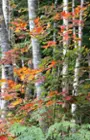 fall woods, click to load a larger version