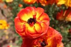 Standard/ included lens, Aperture priority AE setting (unedited), click to load a larger version