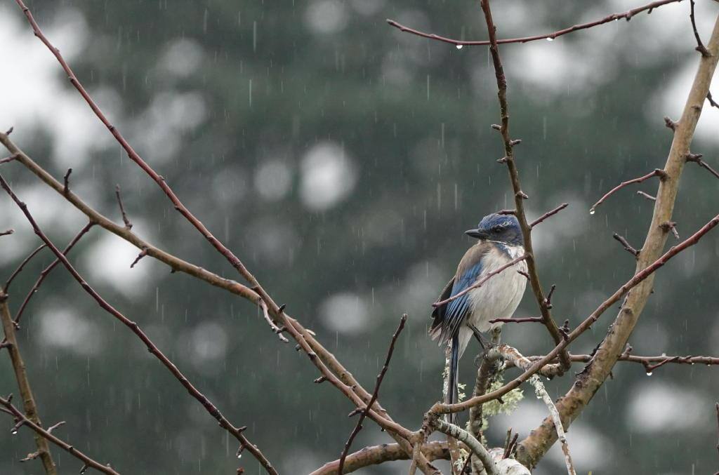 600 mm, click to load a larger version