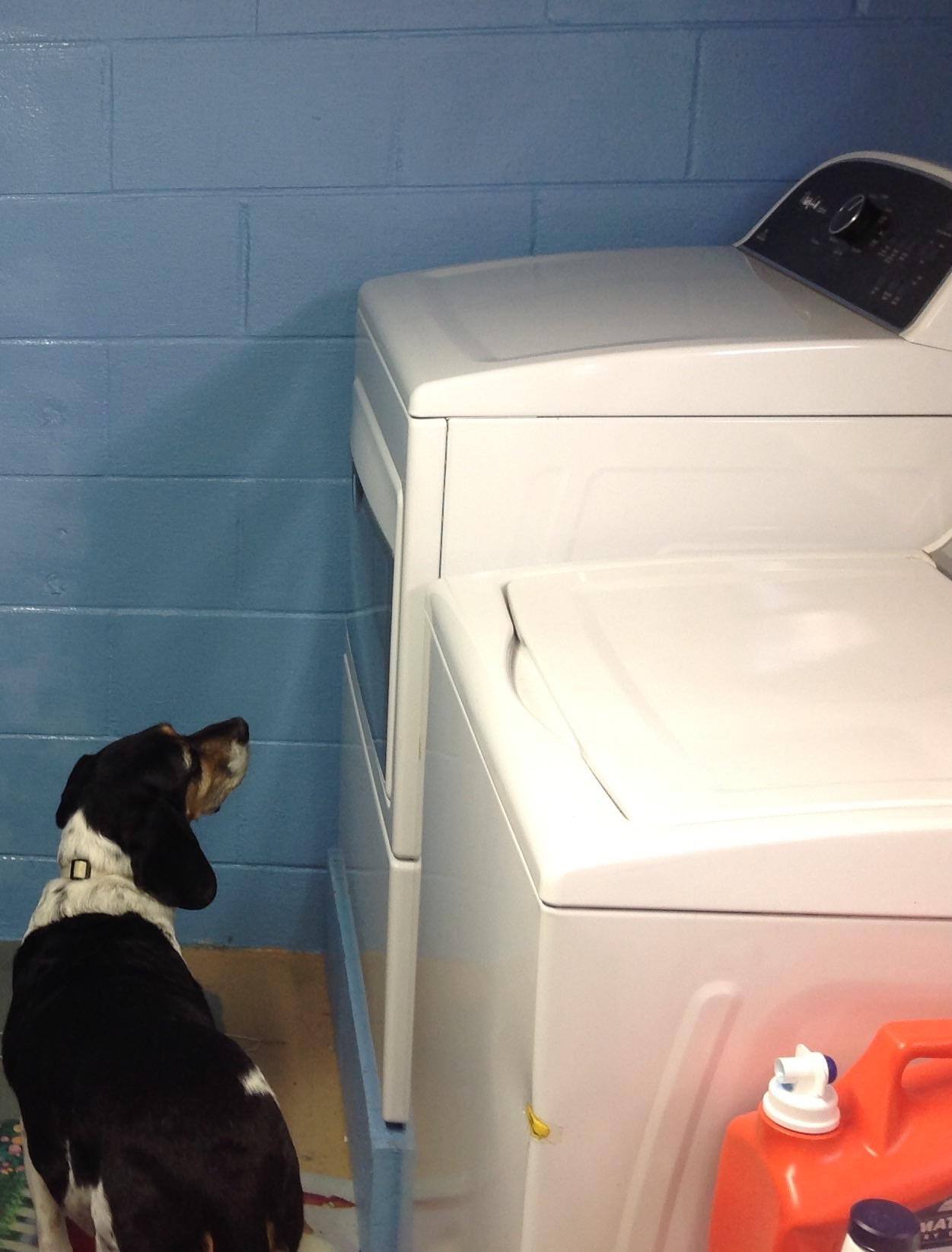 Entertains the dog, click to load a larger version