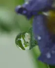 Taken with my 18-55 lens with macro filters., click to load a larger version