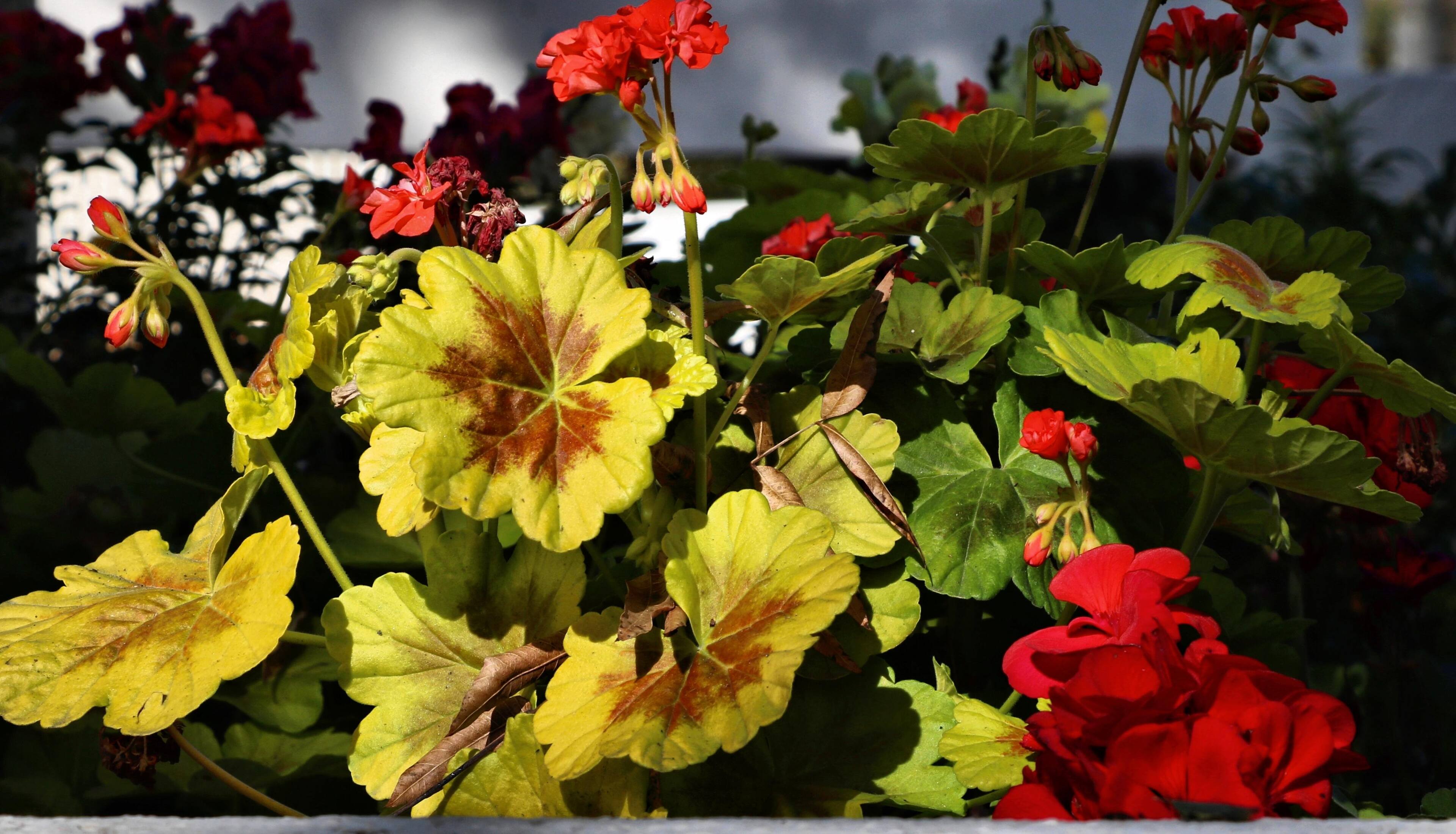 Garden scene, click to load a larger version