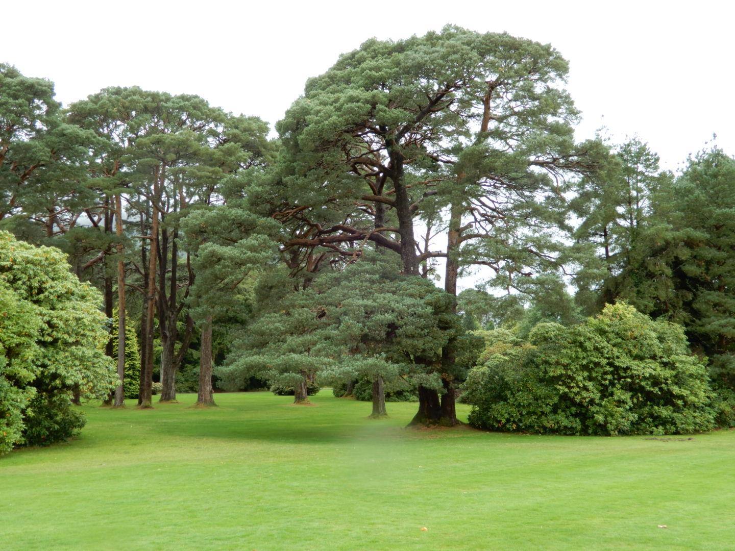 Killarney National Forest auto setting, click to load a larger version