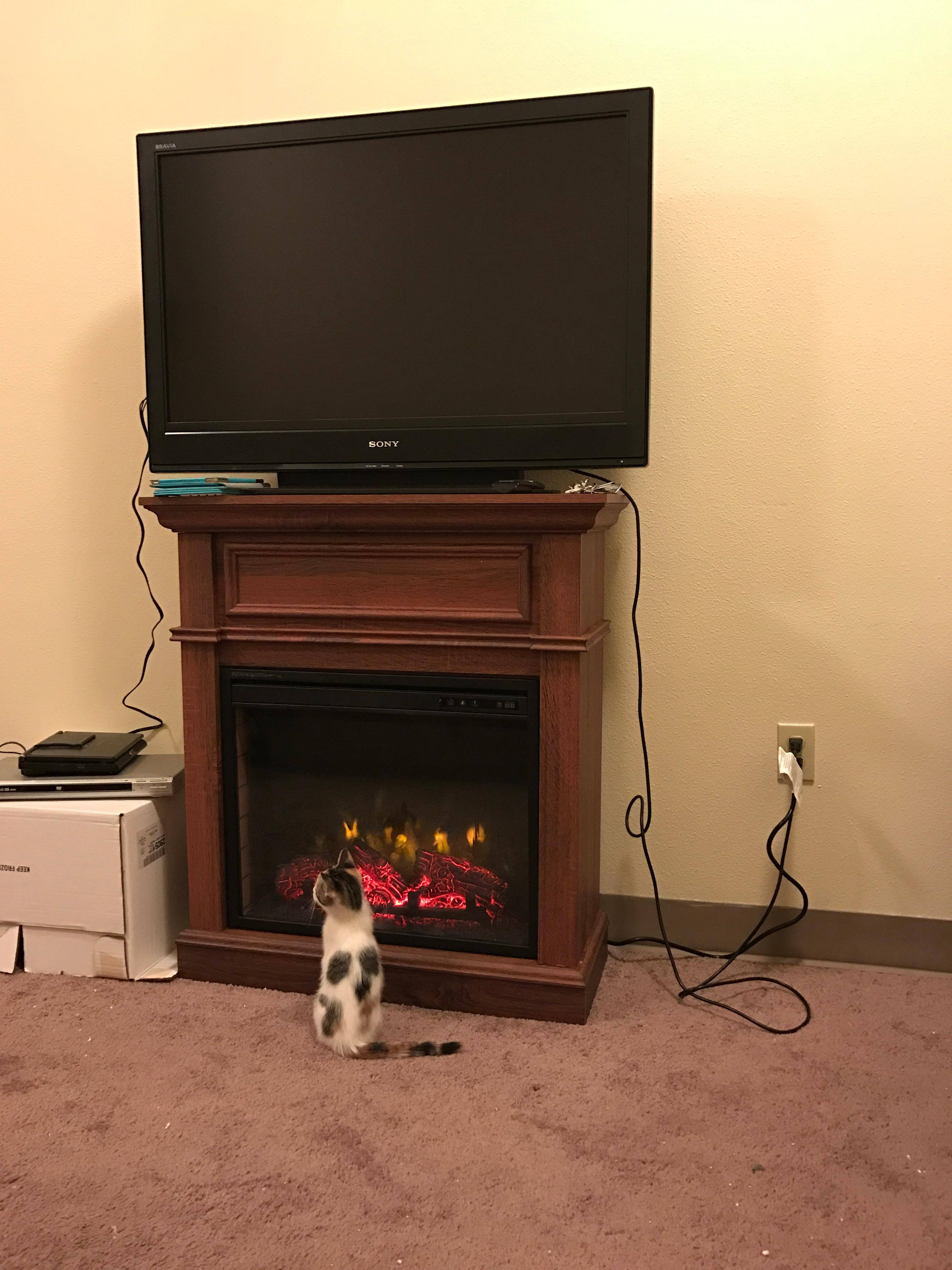 Cats enjoying, click to load a larger version