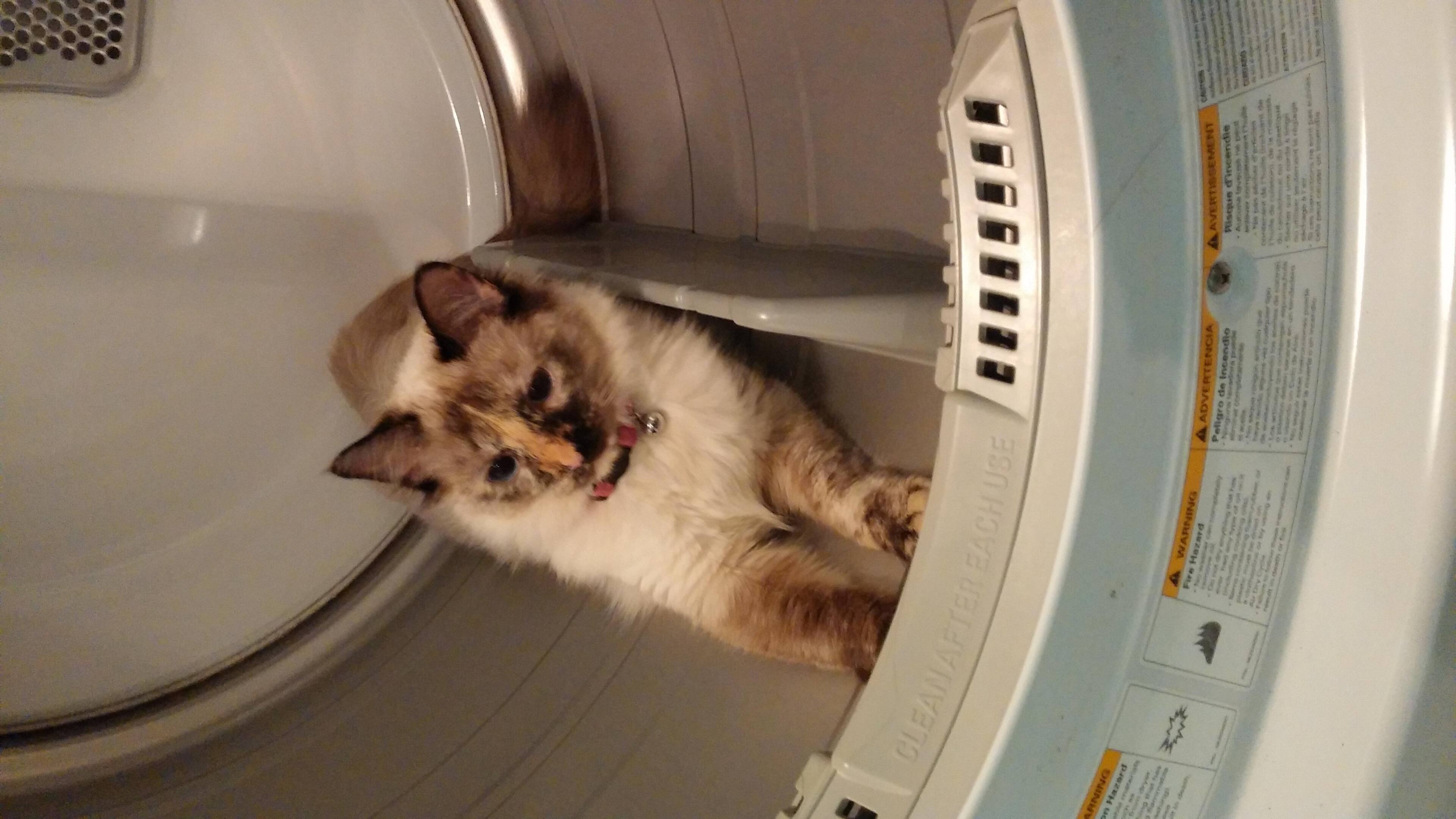 Chi loves it too!, click to load a larger version