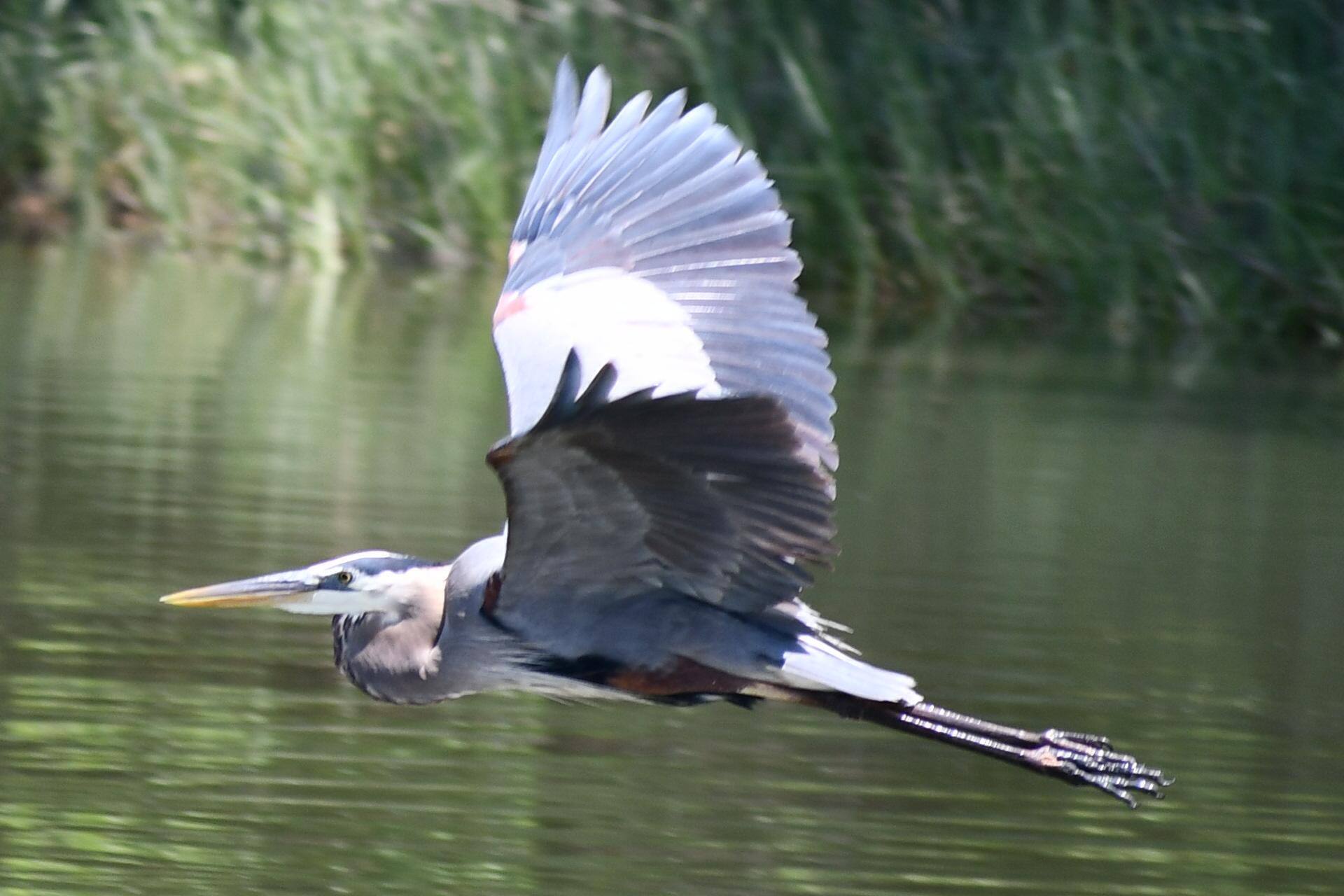 WILLIAMS LANDING GLOUCESTER VA., click to load a larger version