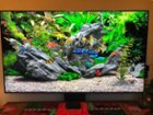 Look better than a real aquarium, click to load a larger version
