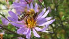 Honey Bee Hair, click to load a larger version