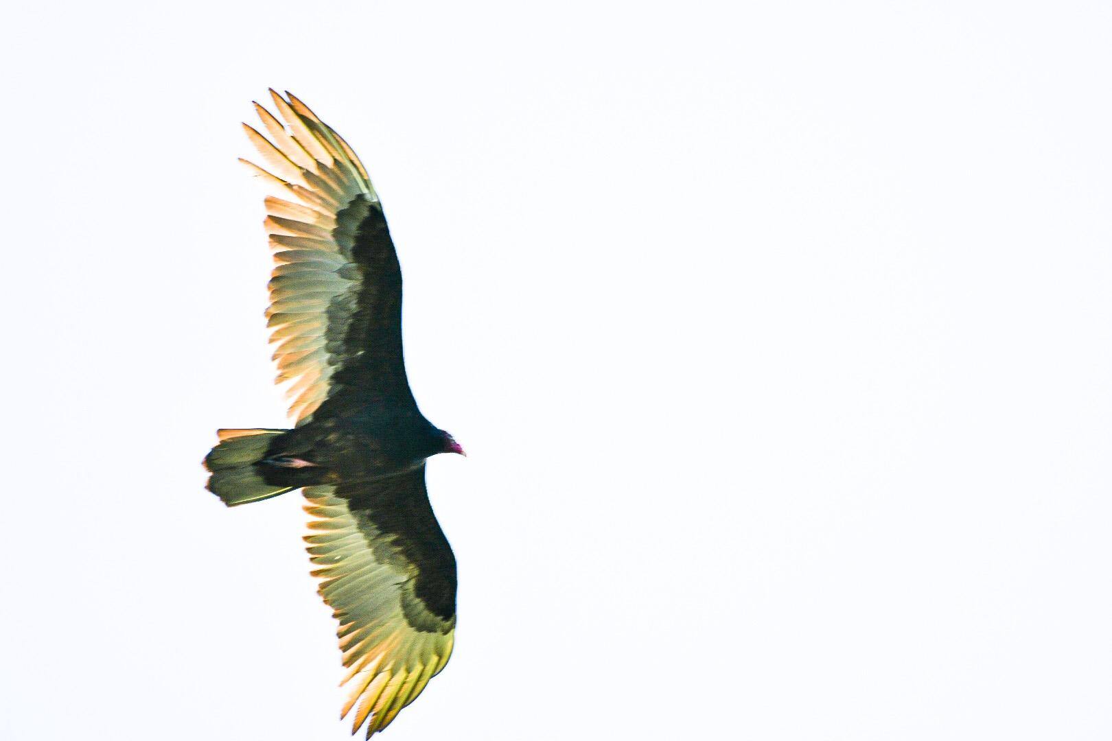 500mm Nikon Zoom, click to load a larger version