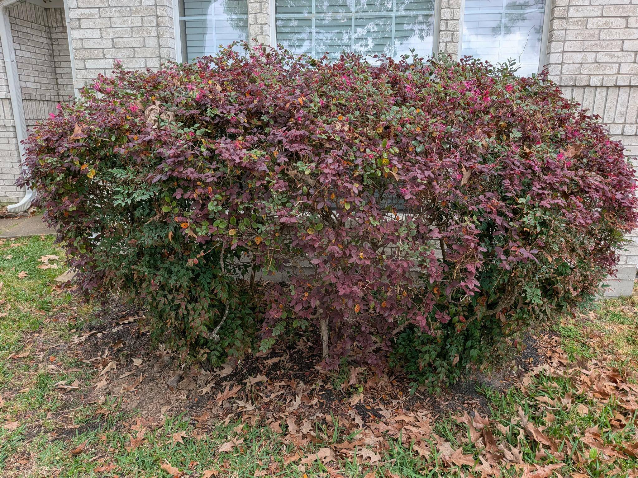 Random bush to show clarity of camera., click to load a larger version