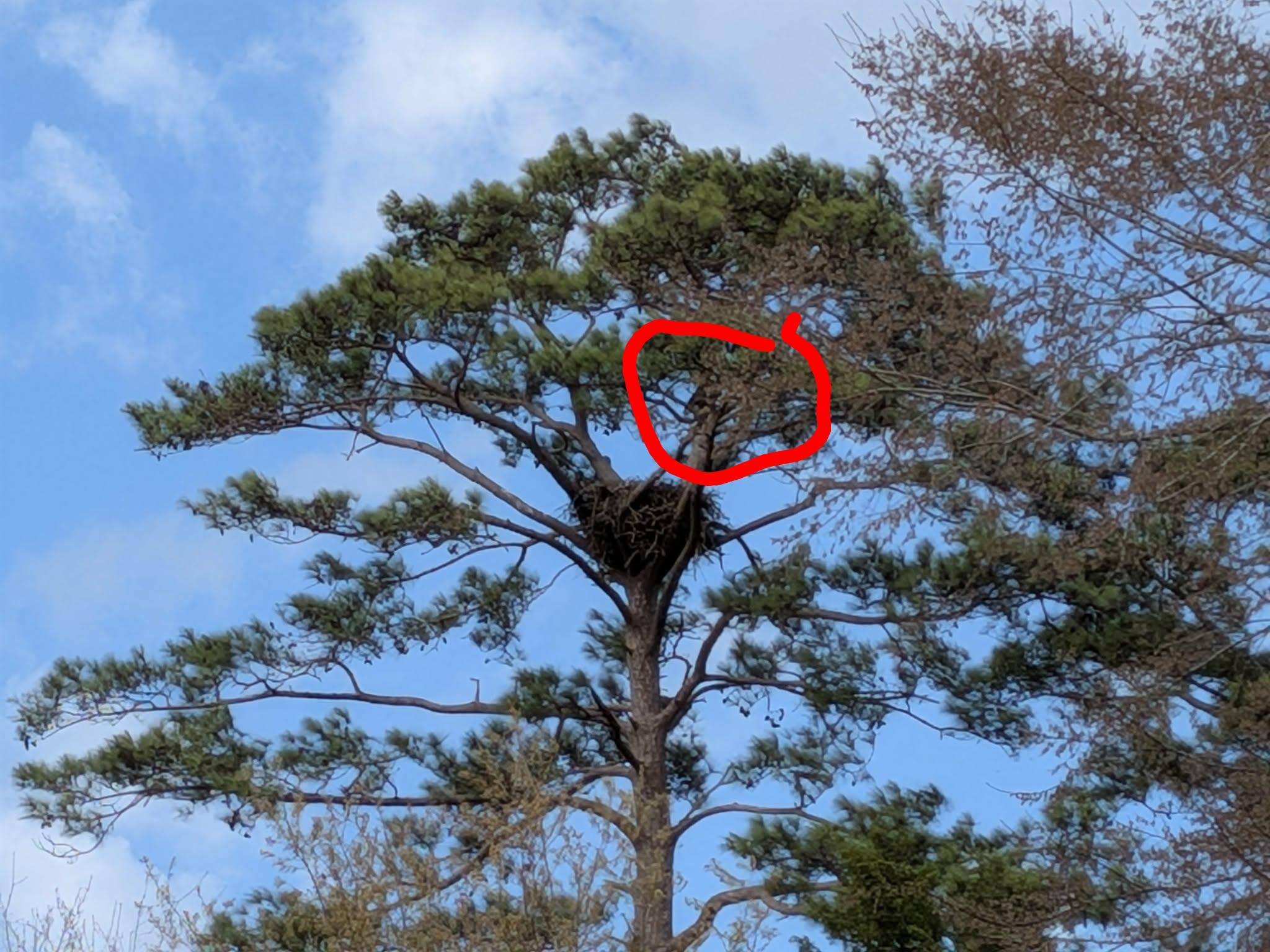Zoomed in 8x, tree is about 60-80 yards away. Eagle, barely visible, is circled., click to load a larger version