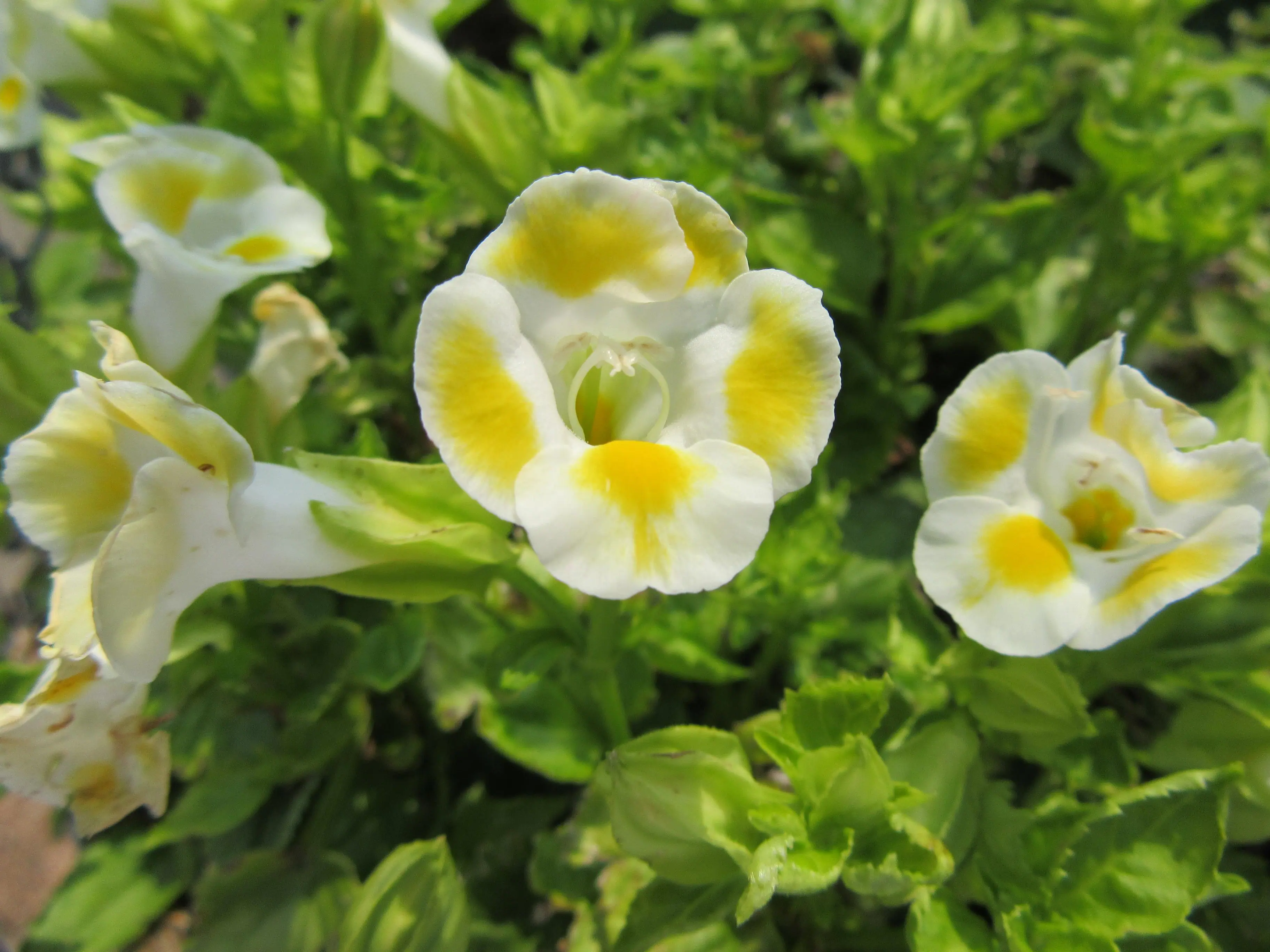 Lemon Drop Torenia, click to load a larger version