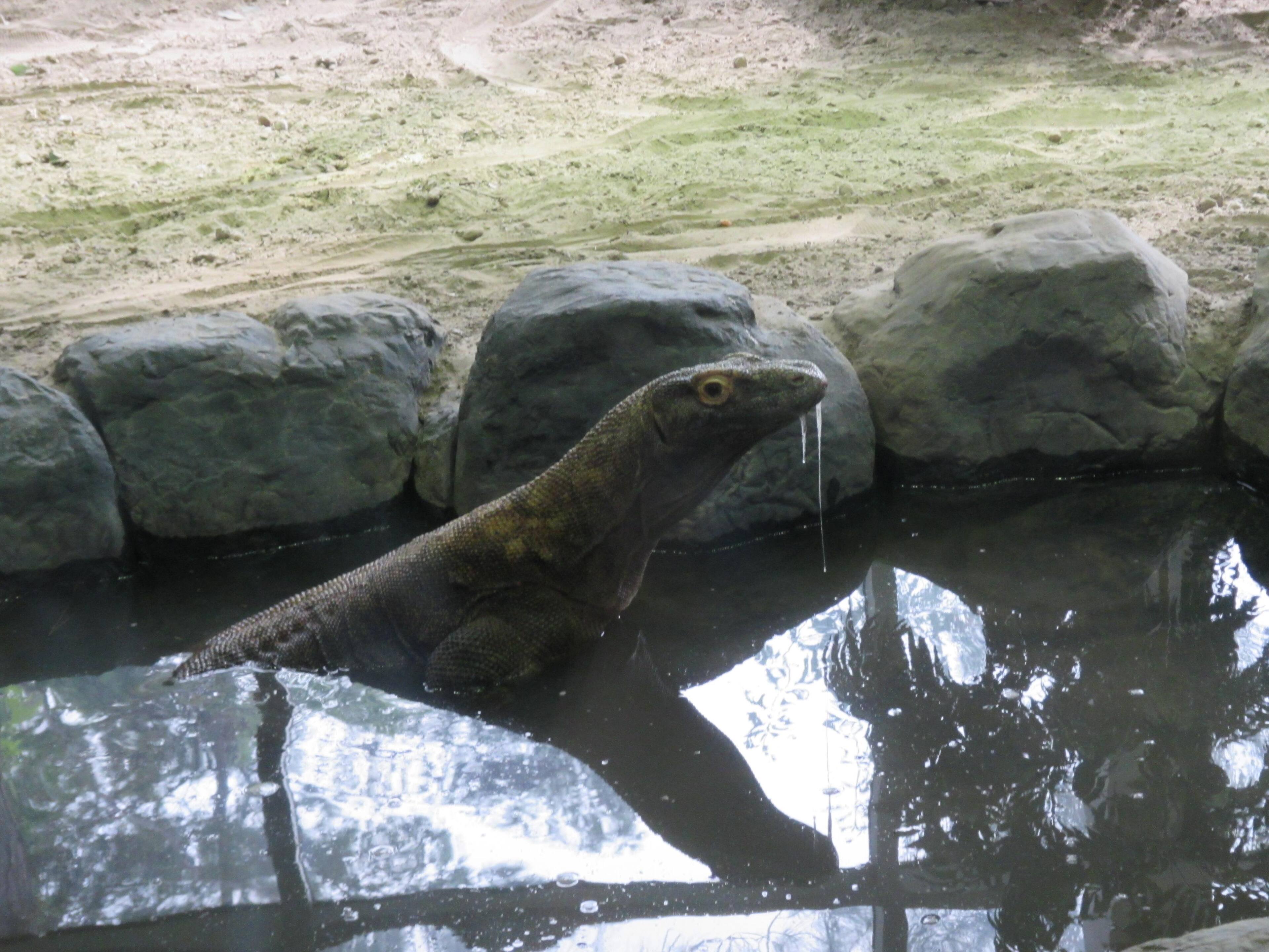 komodo drool, click to load a larger version