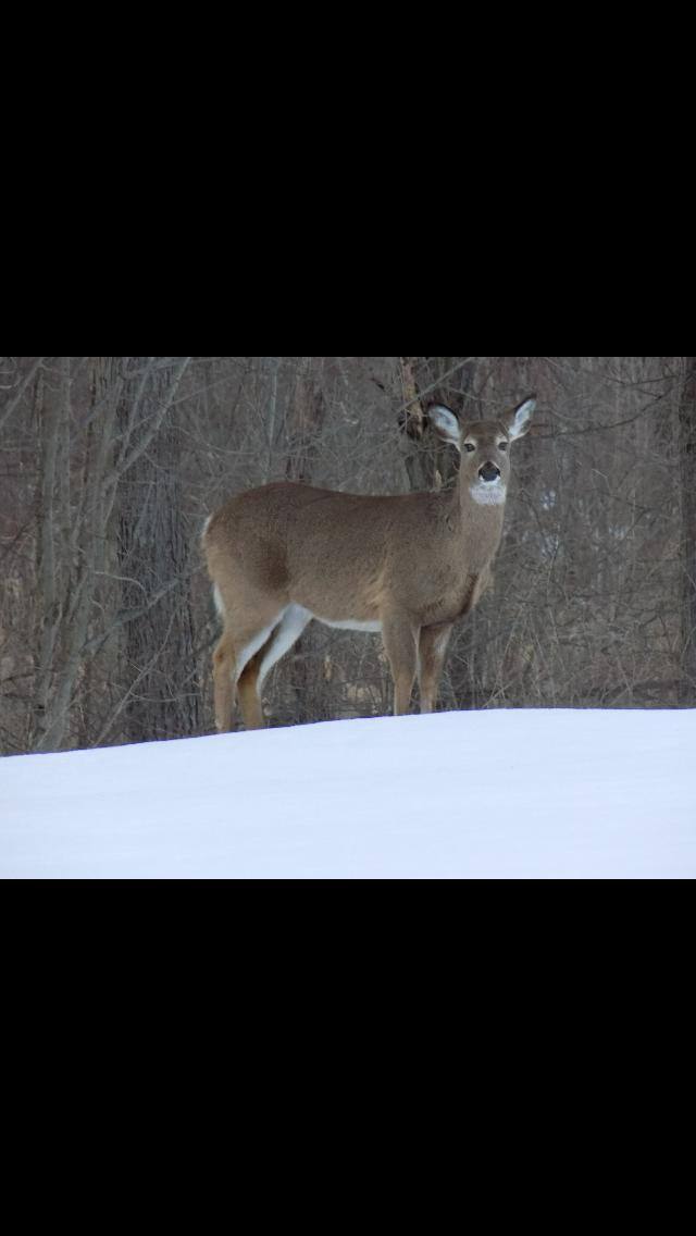 About 50ft away, click to load a larger version