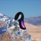 Lelo - ENIGMA - Dual Vibrating Massager - Black-Alt_View_Thumbnail_11