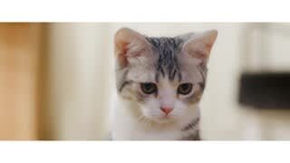 PetLibro Capsule Pet Drinking Fountain Overview video 1 minutes 04 seconds