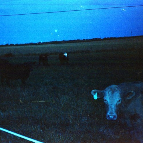 

Antarctica [LP] - VINYL