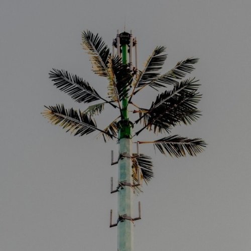 

Concrete Mimosa [LP] - VINYL